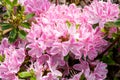 pink Azalea Royalty Free Stock Photo