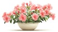 Pink Azalea Flowers in a White Pot Royalty Free Stock Photo