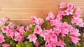 Pink azalea flowers Royalty Free Stock Photo