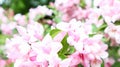 Pink azalea in the garden. Close-up of pink Rhododendron indicum flowers in full bloom Royalty Free Stock Photo