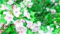 Pink azalea in the garden. Close-up of pink Rhododendron indicum flowers in full bloom Royalty Free Stock Photo