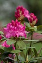 Pink Azalea Rhododendron