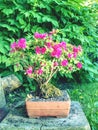 Pink azalea Rhododendron bonsai plant in the garden. Pink flowering azalea Royalty Free Stock Photo