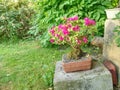 Pink azalea Rhododendron bonsai plant in the garden. Pink flowering azalea Royalty Free Stock Photo