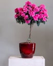 Pink Azalea topiary