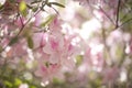 Pink Azalea Tree Blossoms Royalty Free Stock Photo
