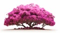 Pink Azalea Tree Isolated On White Background - Fine Detail