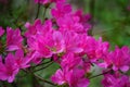 Closeup of a Group of Wild Mountain Pink Azalea Wildflowers Royalty Free Stock Photo