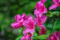 Closeup of Wild Mountain Pink Azalea Wildflowers Royalty Free Stock Photo