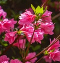 Wild Mountain Pink Azalea Wildflowers Royalty Free Stock Photo