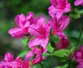 Wild Mountain Pink Azalea Wildflowers Royalty Free Stock Photo