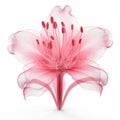 Pink Azalea X-ray: Translucent 3d Illustration On White Background