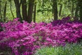 Pink Azaleas