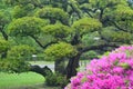 Pink azaleas blooming in front of a Japanese black pine tree