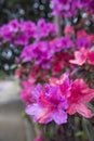 Pink Azaleas blooming in Texas Spring