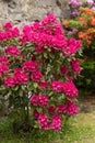 Pink azaleas blooms with small evergreen leaves Royalty Free Stock Photo