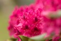 Pink azaleas blooms with small evergreen leaves Royalty Free Stock Photo