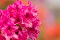 Pink azaleas blooms with small evergreen leaves Royalty Free Stock Photo