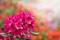 Pink azaleas blooms with small evergreen leaves Royalty Free Stock Photo