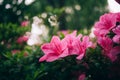 Pink azaleas bush