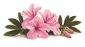 Pink Azalea Flowers and Buds with Green Leaves on White Background Royalty Free Stock Photo