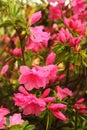 Pink Azaleas in full bloom in late spring Royalty Free Stock Photo