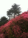 Pink Azaleas Panorama