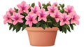 Pink Azaleas in a Terracotta Pot - Blooming Spring Flowers Royalty Free Stock Photo