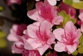 Pink Azalia Flowers Royalty Free Stock Photo