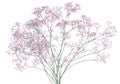 Pink Gypsophila flowers bouquet, isolated on white background Royalty Free Stock Photo