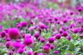 Pink Bachelor button, Pokok Butang Ungu, Button agaga, Everlasting, Gomphrena, flowers in the garden