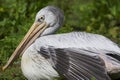 Pink Backed Pelican Royalty Free Stock Photo