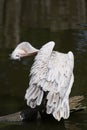 Pink-backed pelican Royalty Free Stock Photo