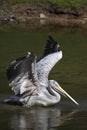 Pink-backed pelican Royalty Free Stock Photo