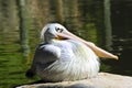 Pink Backed Pelican Royalty Free Stock Photo