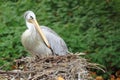 Pink-backed pelican Royalty Free Stock Photo