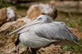 Pink-backed Pelican Royalty Free Stock Photo