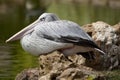 Pink-backed Pelican Royalty Free Stock Photo