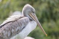 Pink-backed pelican closeup