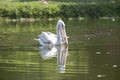 Pink backed pelican fishing Royalty Free Stock Photo