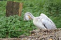 Pink-backed pelican Royalty Free Stock Photo