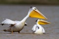 Pink-backed Pelican pair. Royalty Free Stock Photo