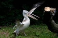 Pink-backed Pelican (Pelecanus rufescens) Royalty Free Stock Photo