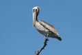 Pink-backed Pelican (Pelecanus rufescens) Royalty Free Stock Photo