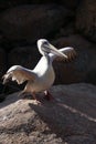 Pink-backed Pelican - Pelecanus rufescens Royalty Free Stock Photo