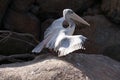 Pink-backed Pelican - Pelecanus rufescens Royalty Free Stock Photo