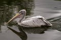 Swimming pink-backed pelican Pelecanus rufescens Royalty Free Stock Photo