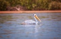 The Pink-backed Pelican or Pelecanus rufescens is floating in the sea lagoon in Africa, Senegal. It is a wildlife photo of bird in Royalty Free Stock Photo