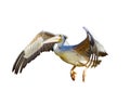 The Pink-backed Pelican or Pelecanus rufescens is flying. It is isolated on the white background Royalty Free Stock Photo