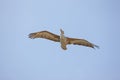 PELICAN GRIS pelecanus rufescens Royalty Free Stock Photo